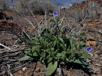 Echium bonnetii 4, Saxifraga-Ed Stikvoort