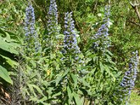 Echium callithyrsum 2, Saxifraga-Rutger Barendse