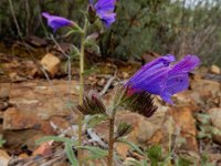 Echium creticum 13, Saxifraga-Ed Stikvoort