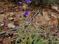 Echium creticum 14, Saxifraga-Ed Stikvoort