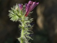 Echium creticum 3, Saxifraga-Jan van der Straaten