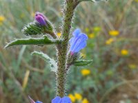 Echium gaditanum 10, Saxifraga-Ed Stikvoort