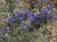 Echium gaditanum 4, Saxifraga-Willem van Kruijsbergen