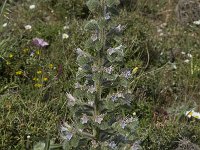 Echium italicum 11, Saxifraga-Willem van Kruijsbergen