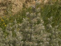 Echium italicum 12, Saxifraga-Willem van Kruijsbergen