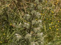 Echium italicum 14, Saxifraga-Willem van Kruijsbergen