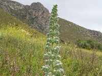 Echium italicum 17, Saxifraga-Jeroen Willemsen