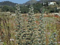 Echium italicum 2, Saxifraga-Piet Zomerdijk