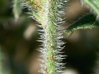 Echium italicum 29, Saxifraga-Sonja Bouwman  Pale bugloss - Echium italicum - Boraginaceae familie