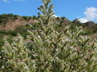 Echium italicum 32, Saxifraga-Ed Stikvoort