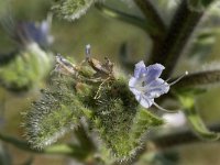 Echium italicum 7, Saxifraga-Jan van der Straaten