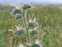 Echium italicum 9, Saxifraga-Jasenka Topic