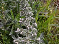 Echium italicum ssp biebersteinii 27, Saxifraga-Harry Jans