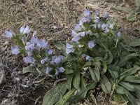 Echium lusitanicum