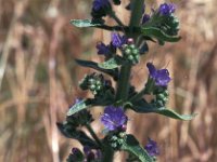 Echium lusitanicum ssp salmanticum 2, Saxifraga-Jan van der Straaten