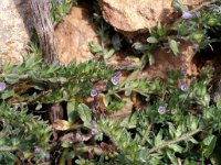 Echium parviflorum 2, Saxifraga-Piet Zomerdijk