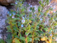 Echium parviflorum 7, Saxifraga-Ed Stikvoort