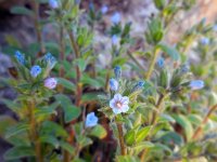 Echium parviflorum 8, Saxifraga-Ed Stikvoort