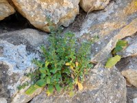 Echium parviflorum 9, Saxifraga-Ed Stikvoort