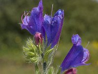 Echium plantagineum 10, Weegbreeslangenkruid, Saxifraga-Willem van Kruijsbergen