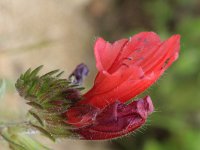 Echium plantagineum 12, Weegbreeslangenkruid, Saxifraga-Rutger Barendse