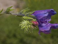 Echium plantagineum 13, Weegbreeslangenkruid, Saxifraga-Jan van der Straaten