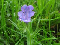 Echium plantagineum 15, Weegbreeslangenkruid, Saxifraga-Rutger Barendse