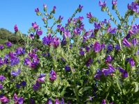 Echium plantagineum 17, Weegbreeslangenkruid, Saxifraga-Peter Meininger