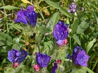 Echium plantagineum 19, Weegbreeslangenkruid, Saxifraga-Harry Jans