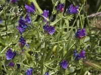 Echium plantagineum 21, Weegbreeslangenkruid, Saxifraga-Jan van der Straaten