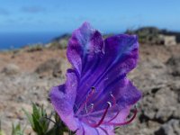 Echium plantagineum 25, Weegbreeslangenkruid, Saxifraga-Ed Stikvoort