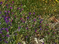 Echium plantagineum 3, Weegbreeslangenkruid, Saxifraga-Dirk Hilbers