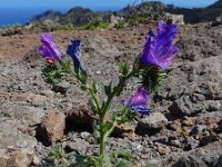 Echium plantagineum 30, Weegbreeslangenkruid, Saxifraga-Ed Stikvoort