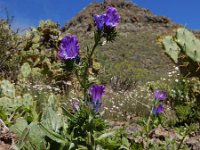 Echium plantagineum 31, Weegbreeslangenkruid, Saxifraga-Ed Stikvoort