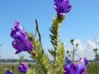 Echium plantagineum 32, Weegbreeslangenkruid, Saxifraga-Ed Stikvoort