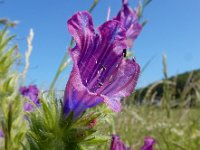 Echium plantagineum 33, Weegbreeslangenkruid, Saxifraga-Ed Stikvoort