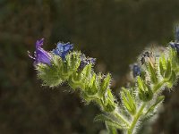 Echium plantagineum 5, Weegbreeslangenkruid, Saxifraga-Jan van der Straaten