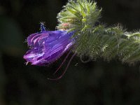 Echium plantagineum 6, Weegbreeslangenkruid, Saxifraga-Jan van der Straaten