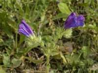 Echium plantagineum 7, Weegbreeslangenkruid, Saxifraga-Jan van der Straaten