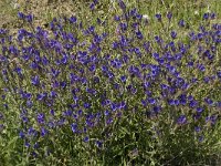 Echium sabulicola 4, Saxifraga-Jan van der Straaten