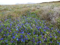 Echium sabulicola 6, Saxifraga-Ed Stikvoort