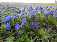 Echium sabulicola 7, Saxifraga-Ed Stikvoort