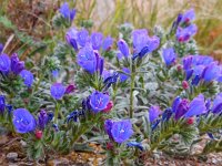 Echium sabulicola 8, Saxifraga-Ed Stikvoort