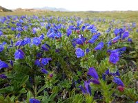 Echium sabulicola 9, Saxifraga-Ed Stikvoort