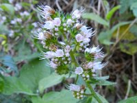 Echium strictum 4, Saxifraga-Rutger Barendse