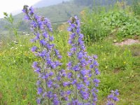 Echium vulgare 12, Slangenkruid, Saxifraga-Jasenka Topic