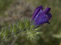 Echium vulgare 16, Slangenkruid, Saxifraga-Willem van Kruijsbergen