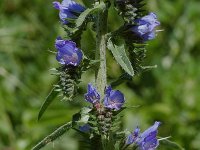 Echium vulgare 2, Slangenkruid, Saxifraga-Willem van Kruijsbergen