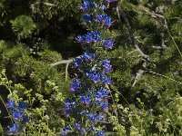 Echium vulgare 22, Slangenkruid, Saxifraga-Willem van Kruijsbergen