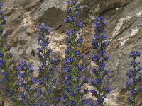 Echium vulgare 23, Slangenkruid, Saxifraga-Jan van der Straaten